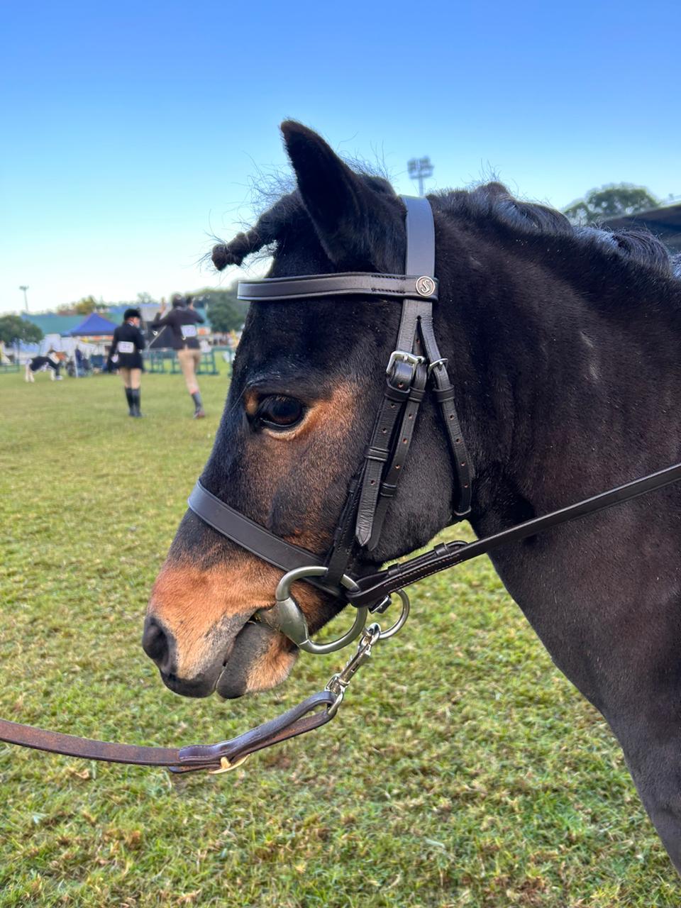 Bridle Pony Shetland Solo